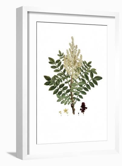 Rhus Coraria, Flora Graeca-Ferdinand Bauer-Framed Giclee Print