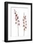 Rhynchostele Bictoniensis3-Fabio Petroni-Framed Photographic Print