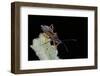 Rhynocoris Iracundus (Thread-Legged Bug, Assassin Bug)-Paul Starosta-Framed Photographic Print