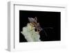 Rhynocoris Iracundus (Thread-Legged Bug, Assassin Bug)-Paul Starosta-Framed Photographic Print