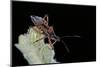 Rhynocoris Iracundus (Thread-Legged Bug, Assassin Bug)-Paul Starosta-Mounted Photographic Print