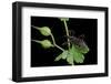 Rhynocoris Sp. (Thread-Legged Bug, Assassin Bug)-Paul Starosta-Framed Photographic Print