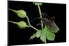 Rhynocoris Sp. (Thread-Legged Bug, Assassin Bug)-Paul Starosta-Mounted Photographic Print