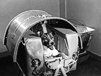Laika the Space Dog