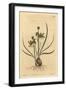 Riband Albuca, Albuca Vittata-Sydenham Teast Edwards-Framed Giclee Print