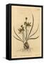 Riband Albuca, Albuca Vittata-Sydenham Teast Edwards-Framed Stretched Canvas