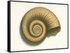 Ribbed Nautilus Seashell-null-Framed Stretched Canvas