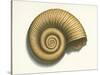 Ribbed Nautilus Seashell-null-Stretched Canvas