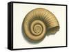 Ribbed Nautilus Seashell-null-Framed Stretched Canvas