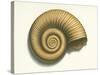 Ribbed Nautilus Seashell-null-Stretched Canvas