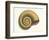 Ribbed Nautilus Seashell-null-Framed Art Print