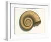 Ribbed Nautilus Seashell-null-Framed Art Print