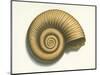Ribbed Nautilus Seashell-null-Mounted Art Print