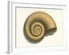 Ribbed Nautilus Seashell-null-Framed Art Print