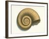 Ribbed Nautilus Seashell-null-Framed Art Print