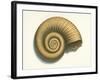 Ribbed Nautilus Seashell-null-Framed Art Print