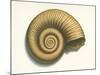 Ribbed Nautilus Seashell-null-Mounted Art Print