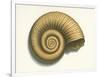 Ribbed Nautilus Seashell-null-Framed Premium Giclee Print