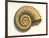 Ribbed Nautilus Seashell-null-Framed Premium Giclee Print