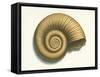 Ribbed Nautilus Seashell-null-Framed Stretched Canvas