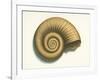 Ribbed Nautilus Seashell-null-Framed Art Print