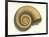 Ribbed Nautilus Seashell-null-Framed Art Print