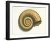 Ribbed Nautilus Seashell-null-Framed Art Print