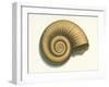 Ribbed Nautilus Seashell-null-Framed Art Print