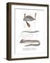 Ribbon Fish-null-Framed Giclee Print