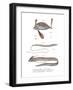 Ribbon Fish-null-Framed Giclee Print