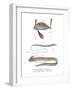 Ribbon Fish-null-Framed Giclee Print