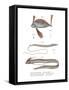 Ribbon Fish-null-Framed Stretched Canvas