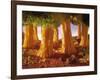 Ribbon Noodle and Lettuce Trees on Beans-Hartmut Seehuber-Framed Photographic Print