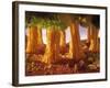 Ribbon Noodle and Lettuce Trees on Beans-Hartmut Seehuber-Framed Photographic Print