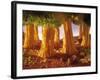Ribbon Noodle and Lettuce Trees on Beans-Hartmut Seehuber-Framed Photographic Print