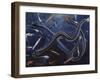 Ribbon Sawtail Fish (Idiacanthus Fasciola), Stomiidae, Drawing-null-Framed Giclee Print