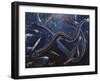 Ribbon Sawtail Fish (Idiacanthus Fasciola), Stomiidae, Drawing-null-Framed Giclee Print