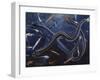 Ribbon Sawtail Fish (Idiacanthus Fasciola), Stomiidae, Drawing-null-Framed Giclee Print