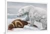 Ribbon Seal, Victim to a Polar Bear-Louis Agassiz Fuertes-Framed Giclee Print