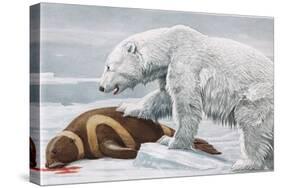 Ribbon Seal, Victim to a Polar Bear-Louis Agassiz Fuertes-Stretched Canvas