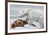 Ribbon Seal, Victim to a Polar Bear-Louis Agassiz Fuertes-Framed Giclee Print