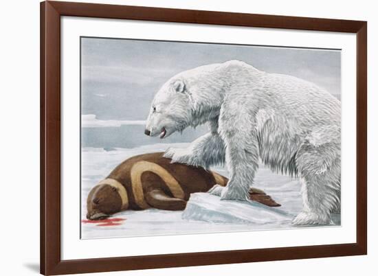 Ribbon Seal, Victim to a Polar Bear-Louis Agassiz Fuertes-Framed Giclee Print