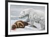 Ribbon Seal, Victim to a Polar Bear-Louis Agassiz Fuertes-Framed Giclee Print