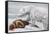 Ribbon Seal, Victim to a Polar Bear-Louis Agassiz Fuertes-Framed Stretched Canvas