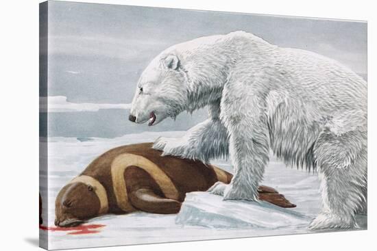Ribbon Seal, Victim to a Polar Bear-Louis Agassiz Fuertes-Stretched Canvas