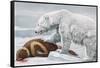 Ribbon Seal, Victim to a Polar Bear-Louis Agassiz Fuertes-Framed Stretched Canvas