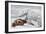 Ribbon Seal, Victim to a Polar Bear-Louis Agassiz Fuertes-Framed Giclee Print