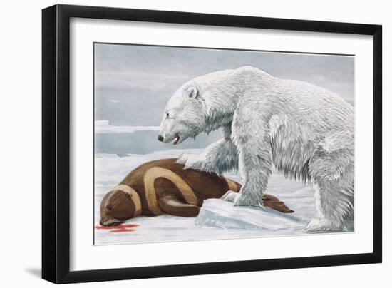 Ribbon Seal, Victim to a Polar Bear-Louis Agassiz Fuertes-Framed Giclee Print