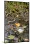 Ribbon snake gliding over water surface, New Jersey, USA-Doug Wechsler-Mounted Photographic Print
