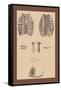 Ribcages-Andreas Vesalius-Framed Stretched Canvas